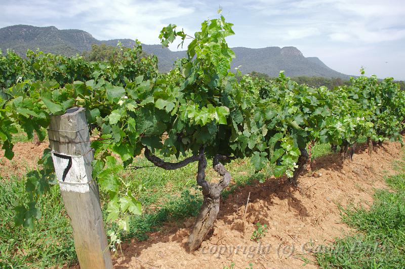 Tyrrell's Vineyard, near Pokolbin IMGP4963.jpg